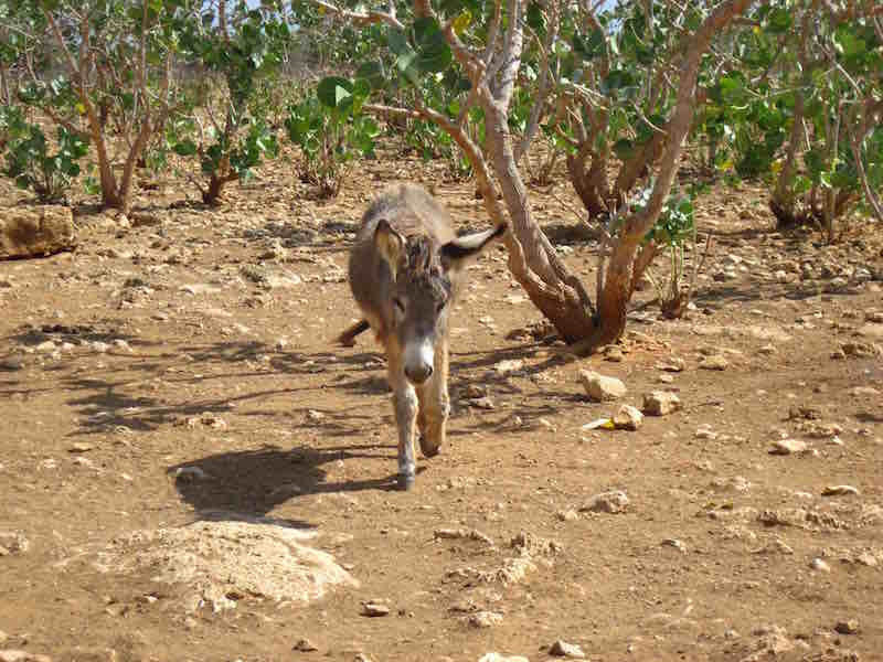 donkey sanctuary photo